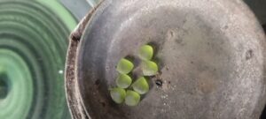 IMG202512270834241 300x135